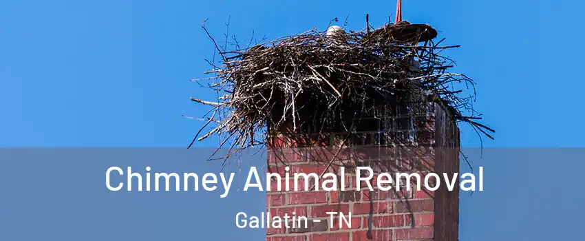 Chimney Animal Removal Gallatin - TN