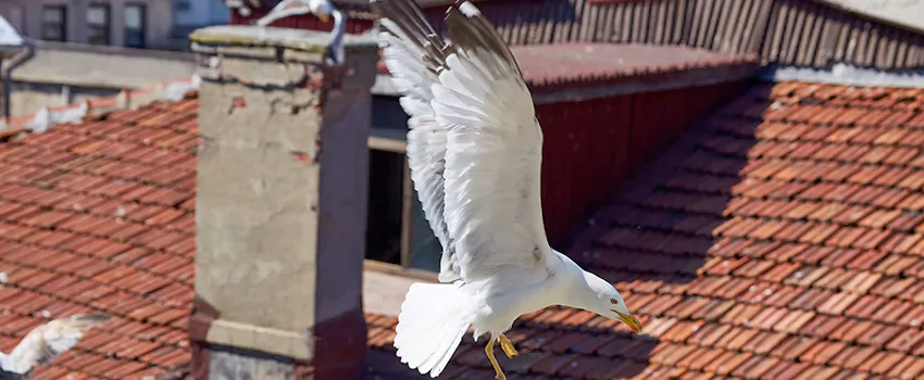 Residential Chimney Animal Removal Solution in Gallatin, TN